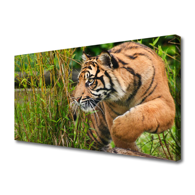 Leinwand-Bilder Tiger Tiere