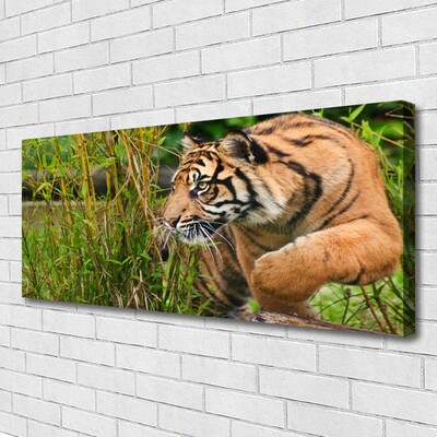 Leinwand-Bilder Tiger Tiere