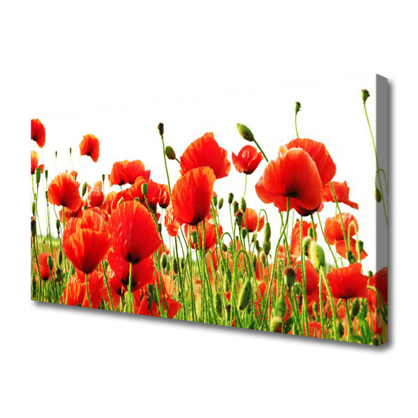 Leinwand-Bilder Mohnblumen Natur