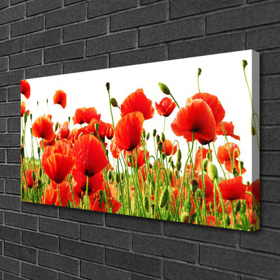 Leinwand-Bilder Mohnblumen Natur