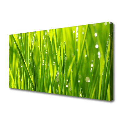 Leinwand-Bilder Gras Natur