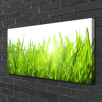 Leinwand-Bilder Gras Natur