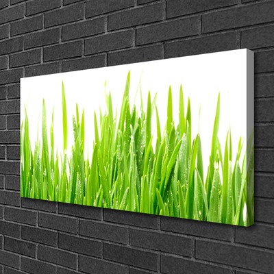 Leinwand-Bilder Gras Natur