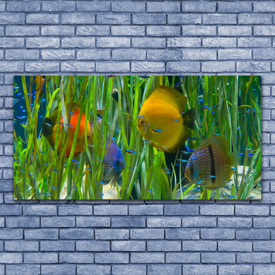 Leinwand-Bilder Fische Natur