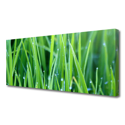 Leinwand-Bilder Gras Natur