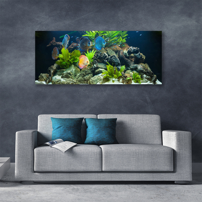 Leinwand-Bilder Fische Steine Blätter Natur