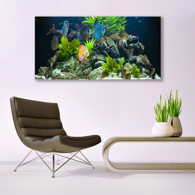 Leinwand-Bilder Fische Steine Blätter Natur