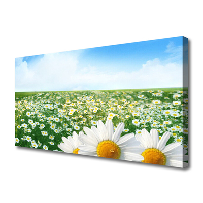 Leinwand-Bilder Wiese Gänseblümchen Pflanzen
