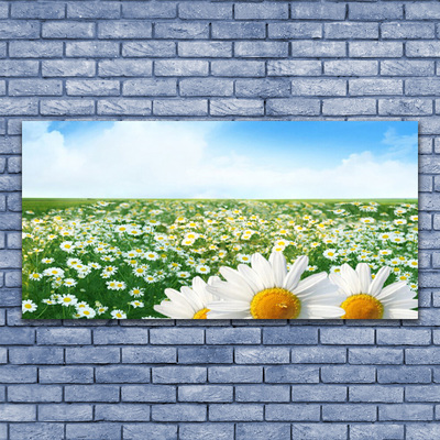 Leinwand-Bilder Wiese Gänseblümchen Pflanzen