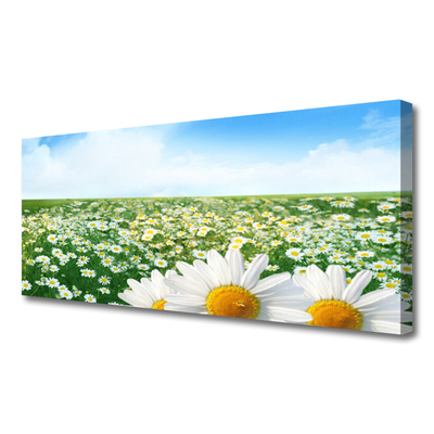 Leinwand-Bilder Wiese Gänseblümchen Pflanzen