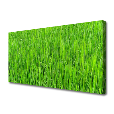 Leinwand-Bilder Gras Natur