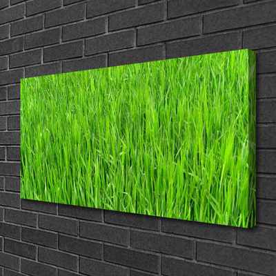 Leinwand-Bilder Gras Natur