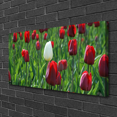 Leinwand-Bilder Tulpen Pflanzen