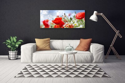 Leinwand-Bilder Mohnblumen Gänseblümchen Pflanzen