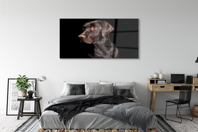 Glasbilder Brauner hund