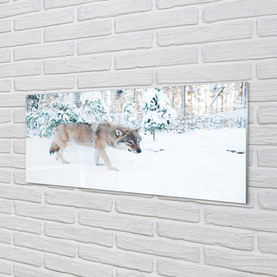 Glasbilder Loup winterwald