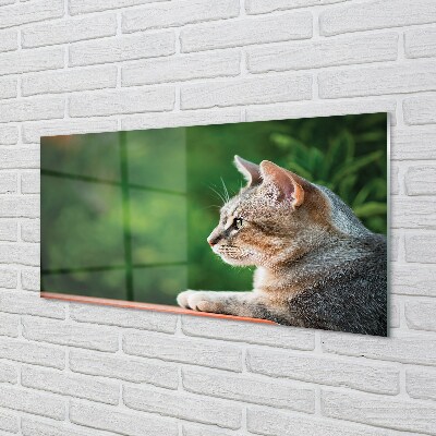Glasbilder Katze suchen