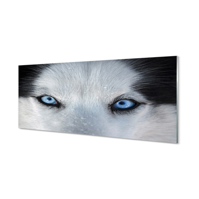 Glasbilder Wolf augen