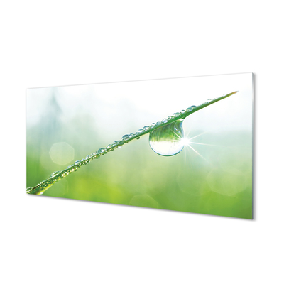 Glasbilder Gras makro-tropfen