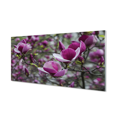 Glasbilder Lila magnolie
