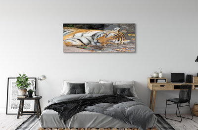 Glasbilder Liegend tiger