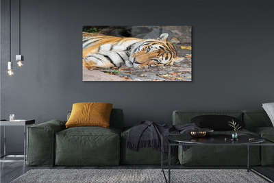 Glasbilder Liegend tiger