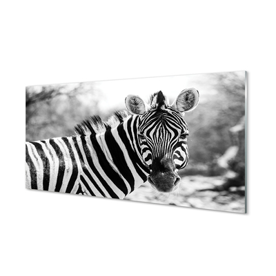 Glasbilder Zebra retro
