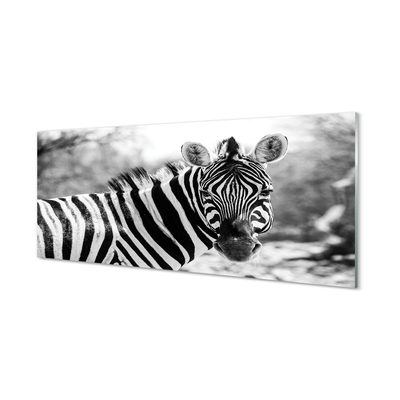 Glasbilder Zebra retro