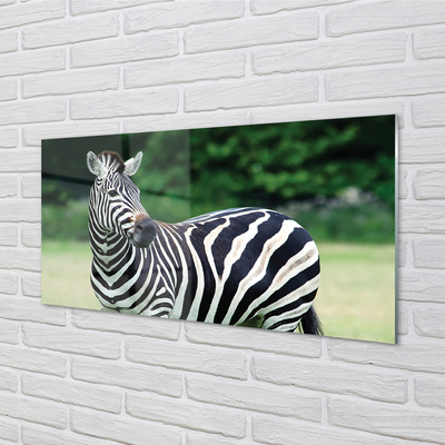 Glasbilder Zebra-box