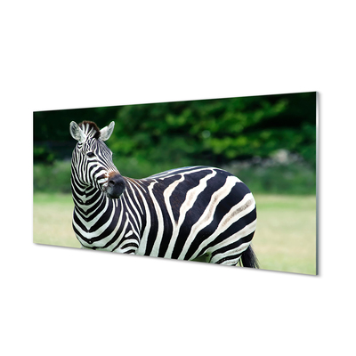 Glasbilder Zebra-box