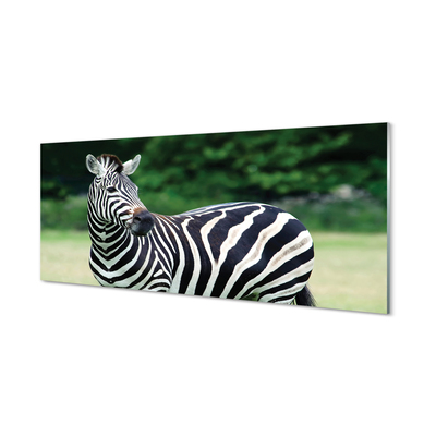 Glasbilder Zebra-box