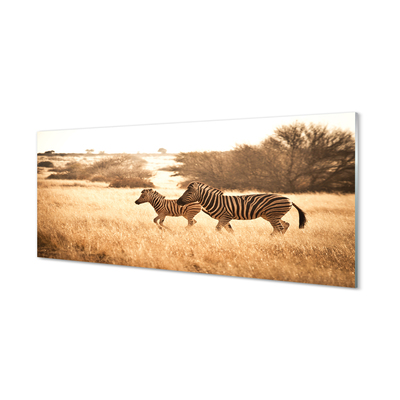 Glasbilder Zebra sonnenuntergang feld