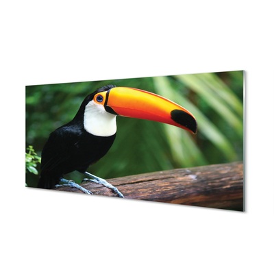 Glasbilder Toucan auf einem ast