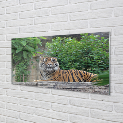 Glasbilder Tiger woods