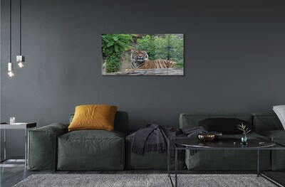 Glasbilder Tiger woods