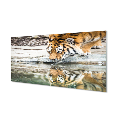 Glasbilder Tiger drink