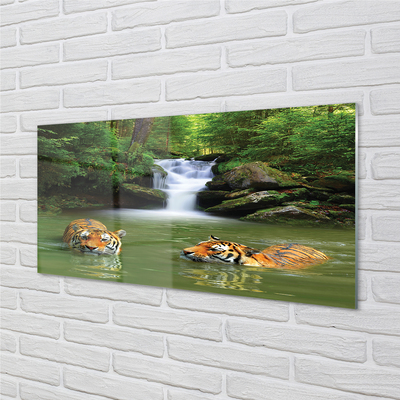 Glasbilder Wasserfall tiger