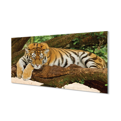 Glasbilder Tiger baum