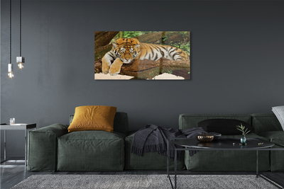 Glasbilder Tiger baum
