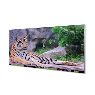 Glasbilder Tiger in einem zoo