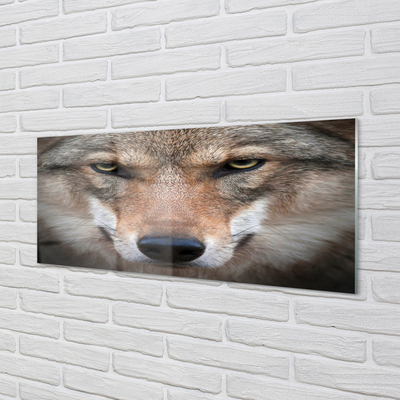 Glasbilder Wolf augen