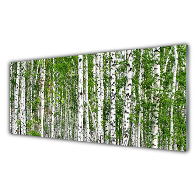 Glasbilder Birken Wald Bäume Natur