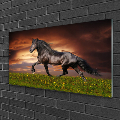 Glasbilder Schwarzes Pferd Wiese Tiere