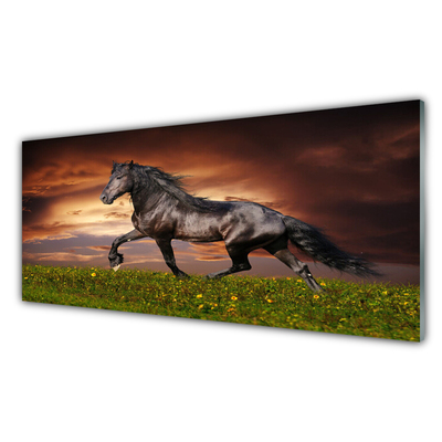 Glasbilder Schwarzes Pferd Wiese Tiere