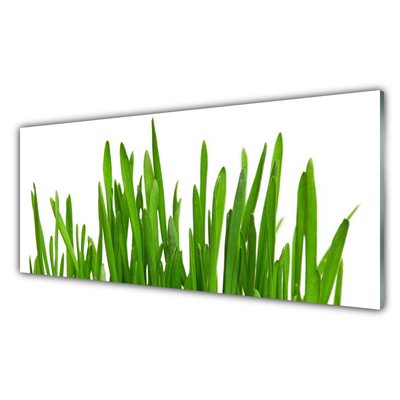 Glasbilder Gras Pflanzen