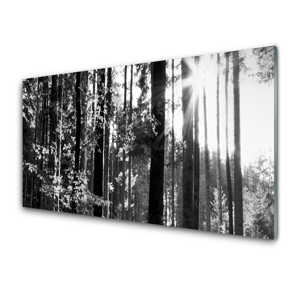 Glasbilder Wald Natur