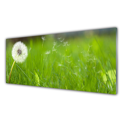Glasbilder Pusteblume Gras Pflanzen