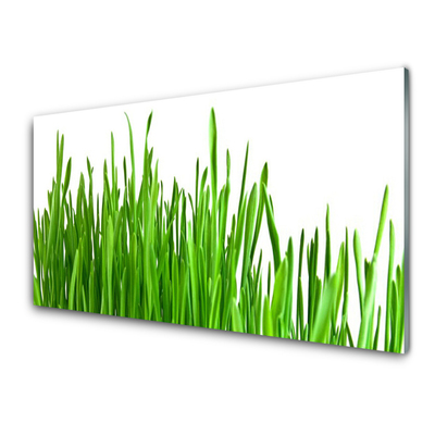 Glasbilder Gras Pflanzen