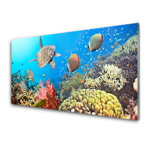 Glasbilder Korallenriff Landschaft