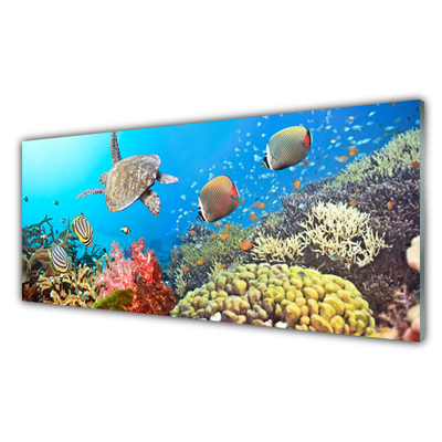 Glasbilder Korallenriff Landschaft